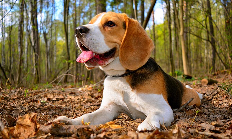 Beagle