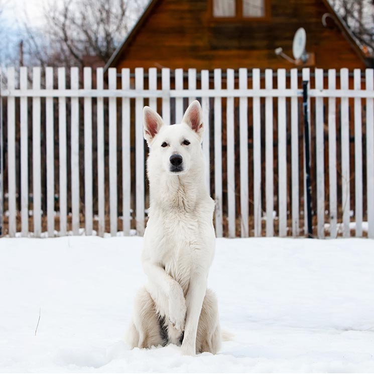 Así es el pastor blanco suizo, la mascota de Genoveva que nos ha enamorado