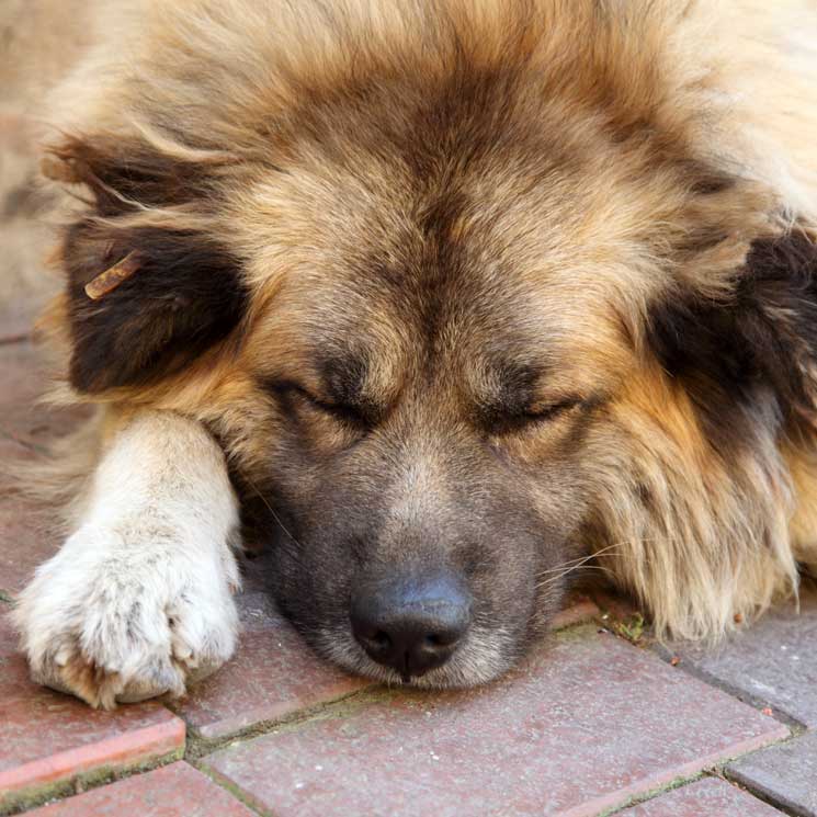 ¿Qué hacer si tu perro muere en casa?