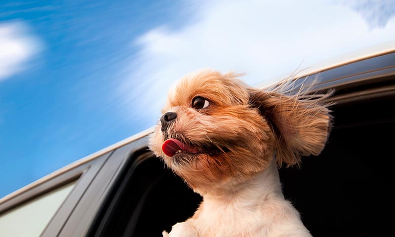 puedo darle a mi perro dramamine para el mareo del coche