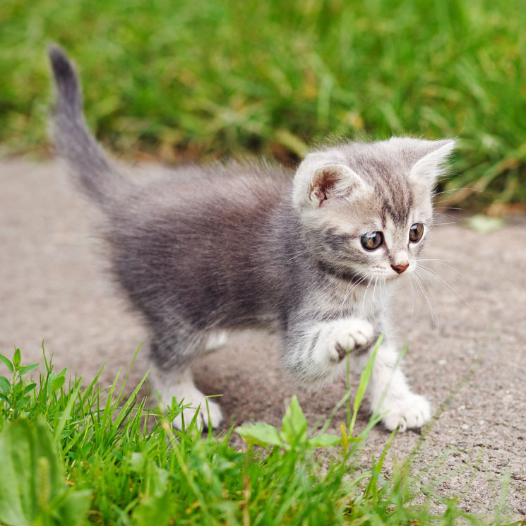 El peligro de las bolas de pelo para tu gato