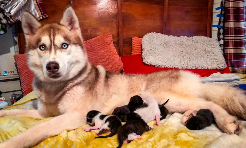 La enternecedora historia de Banner, la husky que rescató y 'adoptó' a unos gatitos