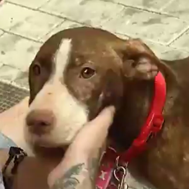 Una perra callejera cuida a un hombre que se ha perdido y él la adopta
