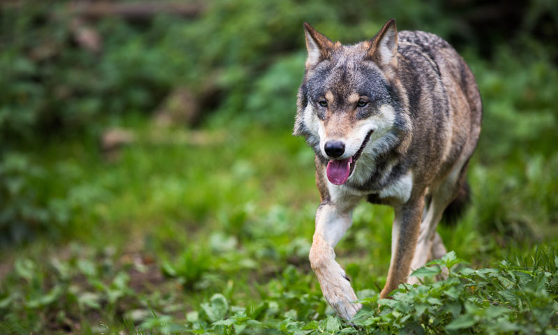 Criador español de perros para 'Alpha, la película'