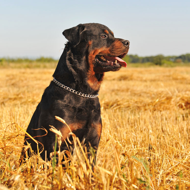 Lo que necesitas saber sobre los perros considerados potencialmente peligrosos