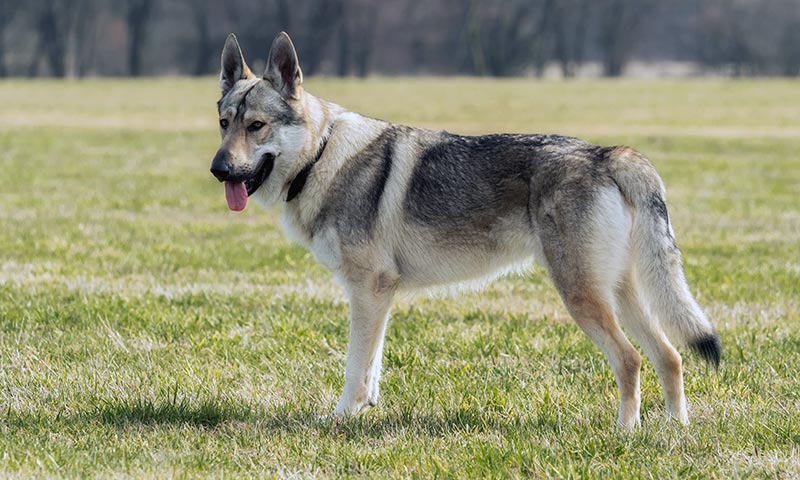 un perro que parece lobo