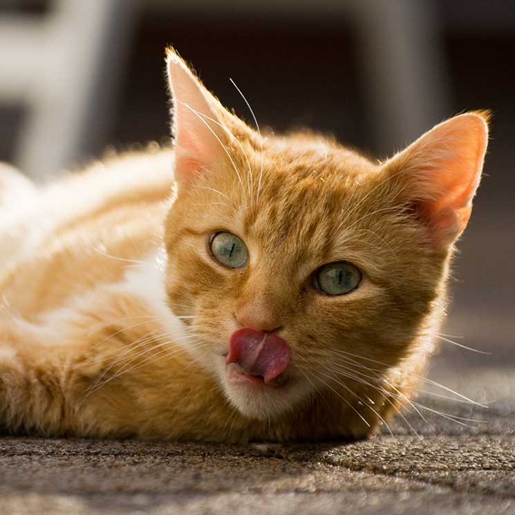 ¿Cómo funciona la lengua de tu gato?