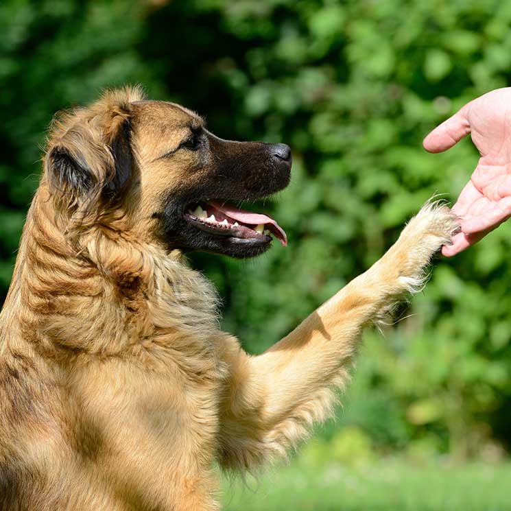 Doctor Guau: la terapia de perros que ayuda a la recuperación de los niños 