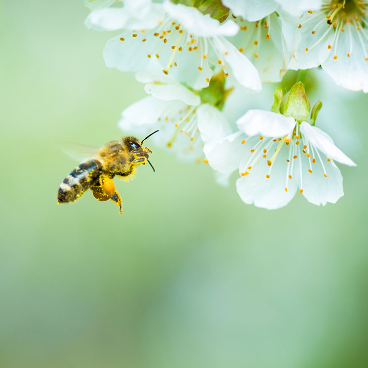 Así de necesarias son las abejas para la fruta