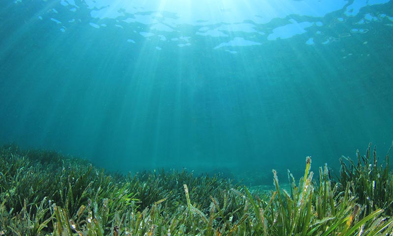 El color del mar está cambiando a causa del cambio climático