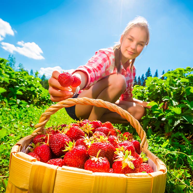 Es época de fresas y estos son sus beneficios