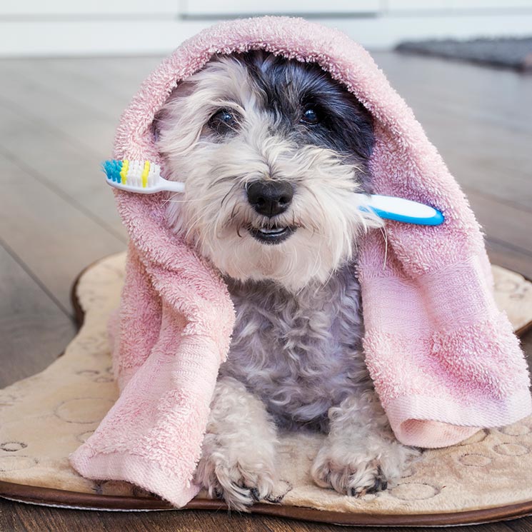 'Brackets' para perros: una inversión en salud y bienestar animal 