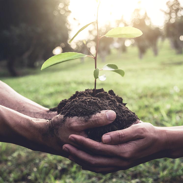 Así puedes reforestar el planeta mientras navegas por internet