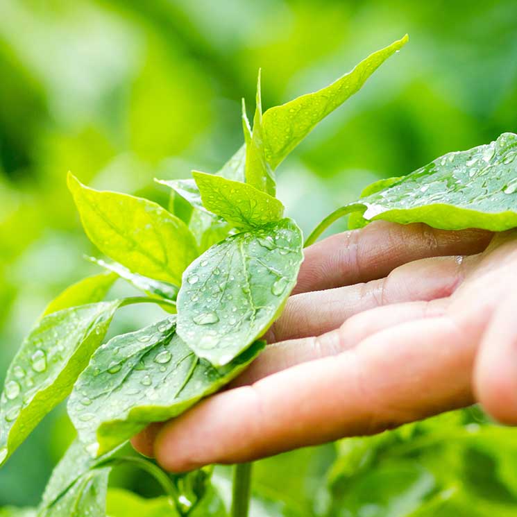 Si tocas tus plantas, crecerán peor