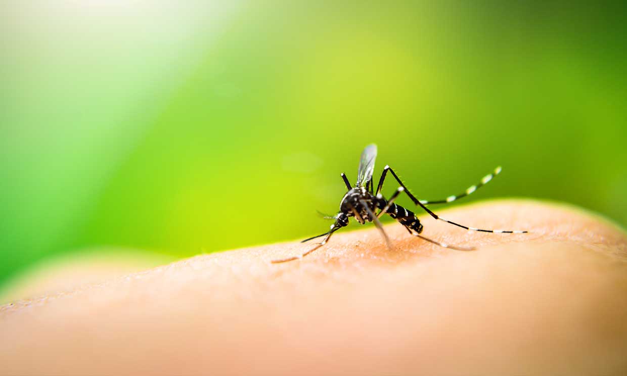 ¿Y si no existieran los mosquitos? Google quiere erradicarlos 