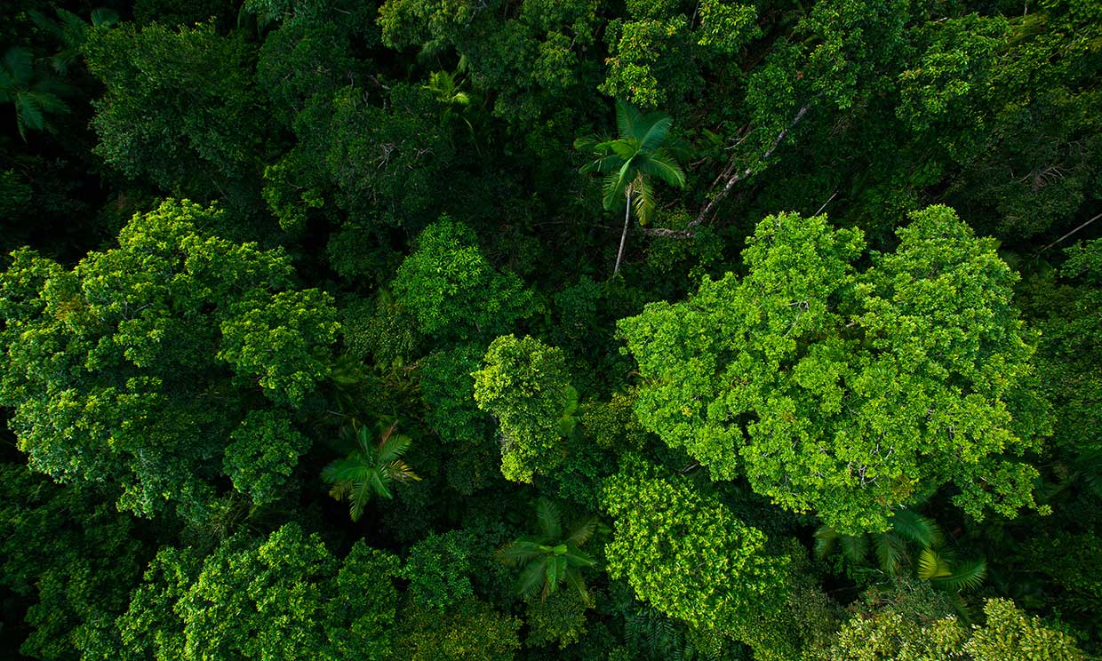 selva-tailandia