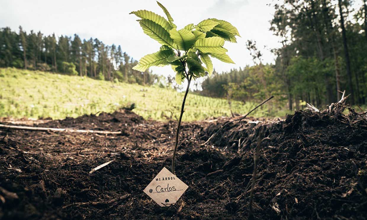 reforestacion-arbol