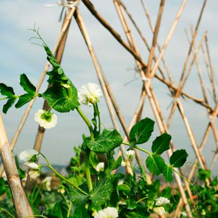 Biocultura, lo último en cultivo ecológico y consumo responsable aterriza en Valencia