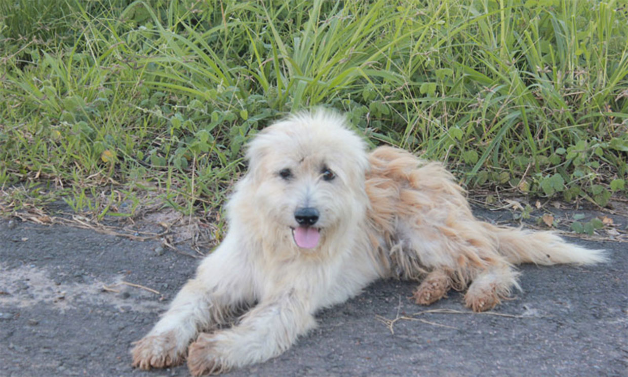 Bonbon La Historia De Un Perro Perdido Que Espera A Su Familia Durante Mas De Cuatro Anos A Pie De Carretera