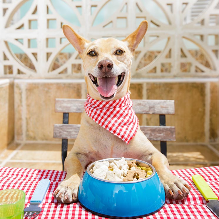 ¿Cómo elegir la mejor comida para perros?