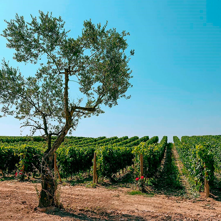 Esta bodega española será la más sostenible de Europa