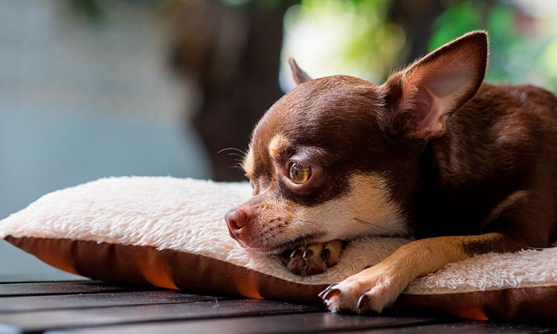 Las Mejores Razas De Perro Si Quieres Convencer A Tu Pareja De Tener Mascota Foto