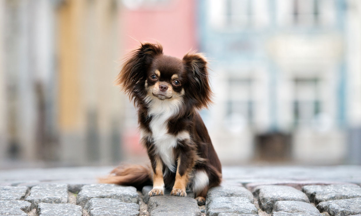 Razas De Perro Pequenos El Chihuahua Un Toy Muy Longevo Foto 1