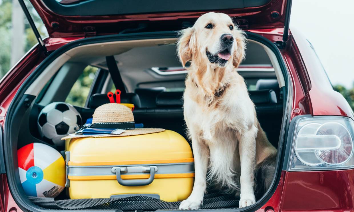 Consejos para viajar con tus mascotas este verano de forma segura