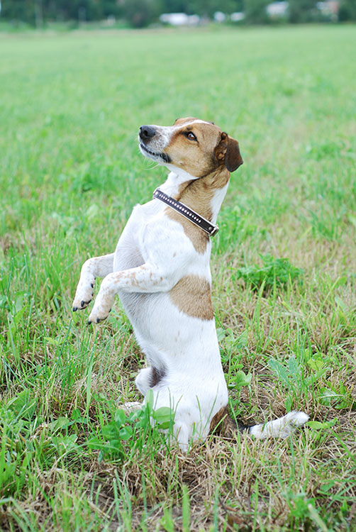 son los perros peligrosos de jack russell