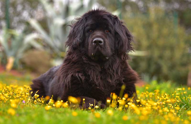 Razas De Perro Grandes El Terranova Un Companero Fiel Y Excelente Nadador Foto 1