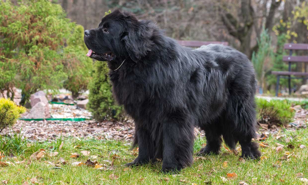 Razas De Perro Grandes El Terranova Un Companero Fiel Y Excelente Nadador Foto 1