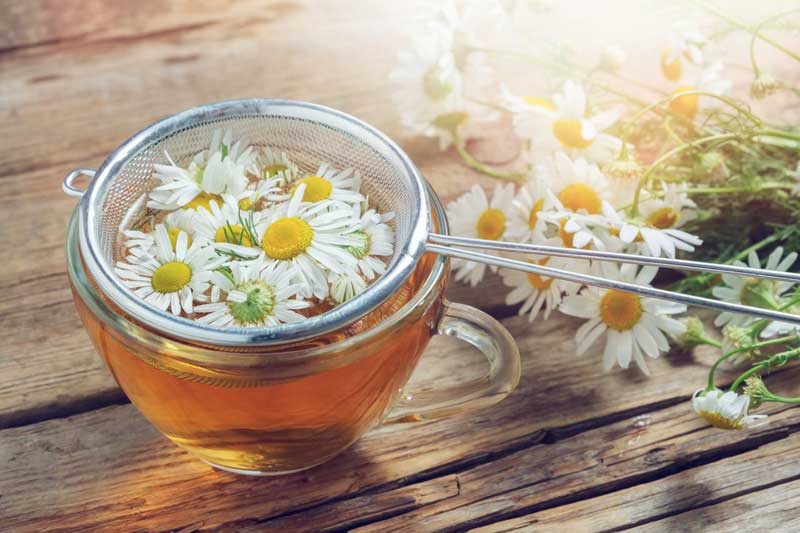 Plantas Medicinales Beneficios Y Propiedades De La Manzanilla Foto