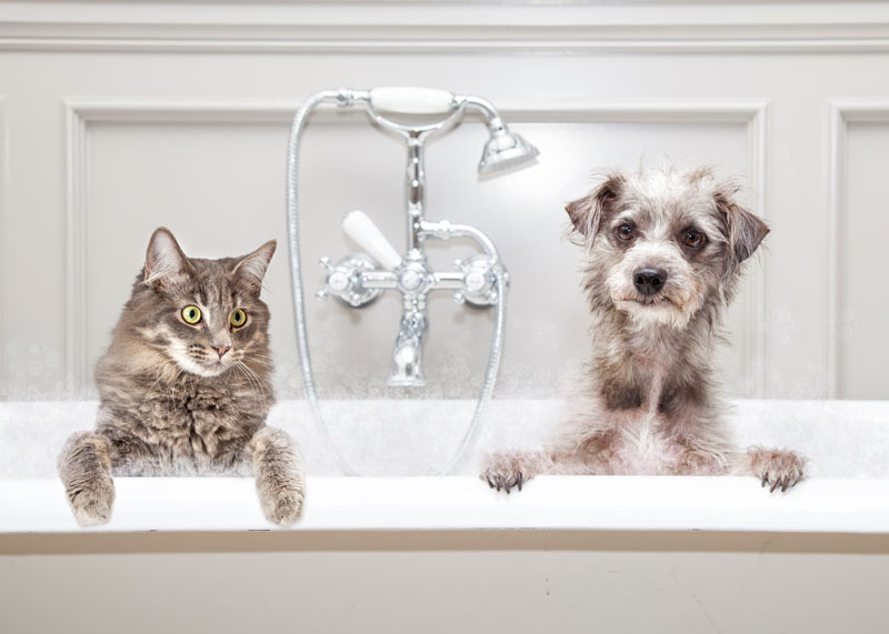 gato y perro en la bañera