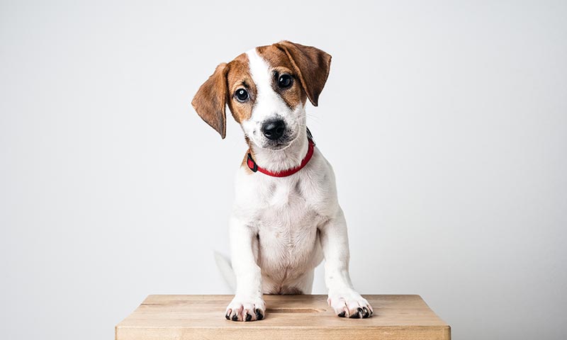 Las razas de perros pequeños, sus características y cuidados específicos -  Foto 1