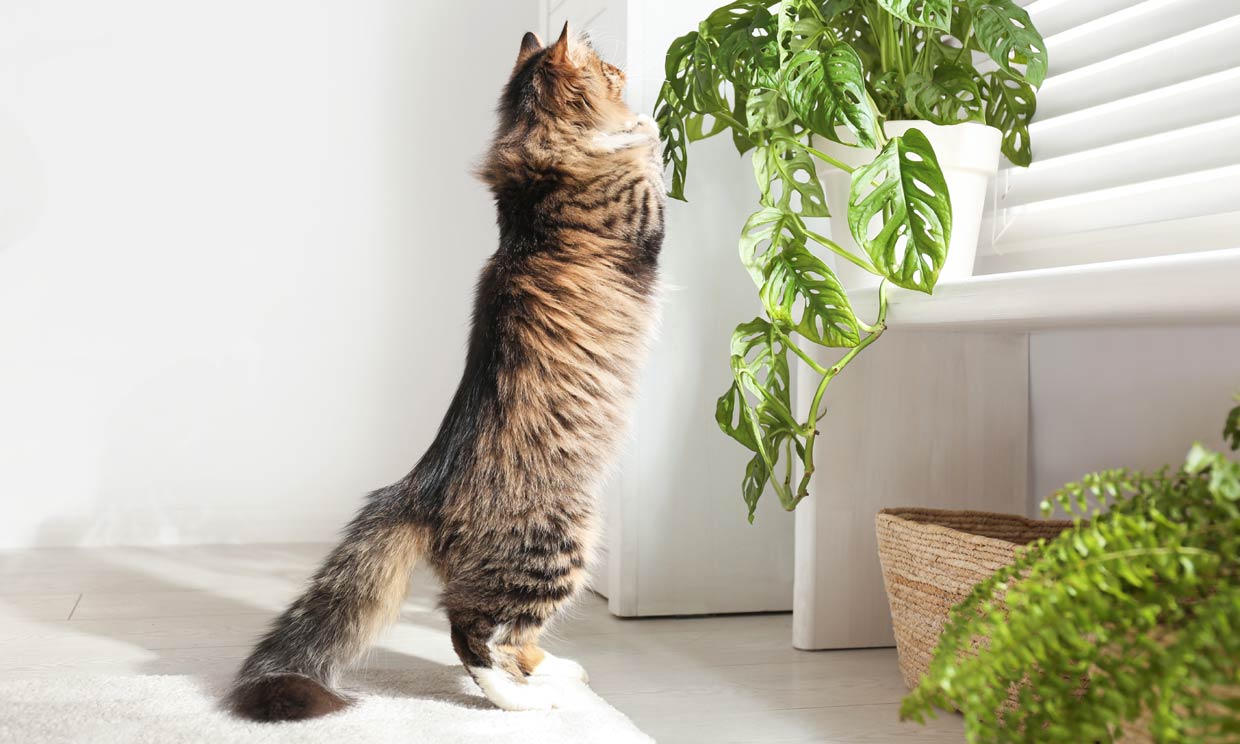 son las plantas cordyline venenosas para los perros