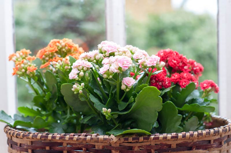 Plantas decorativas muy tóxicas para tus mascotas Calanchoe-a