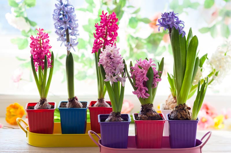 Plantas decorativas muy tóxicas para tus mascotas Jacinto-a