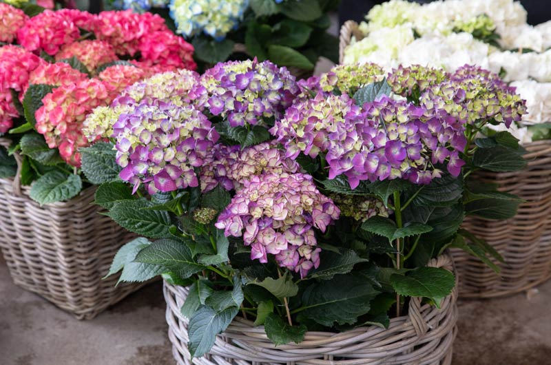 Plantas decorativas muy tóxicas para tus mascotas Hortensia-a