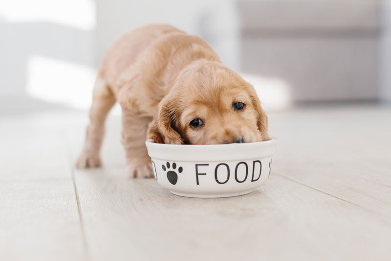 ¿Cómo debe ser la alimentación de tu cachorro? Cachorro-a