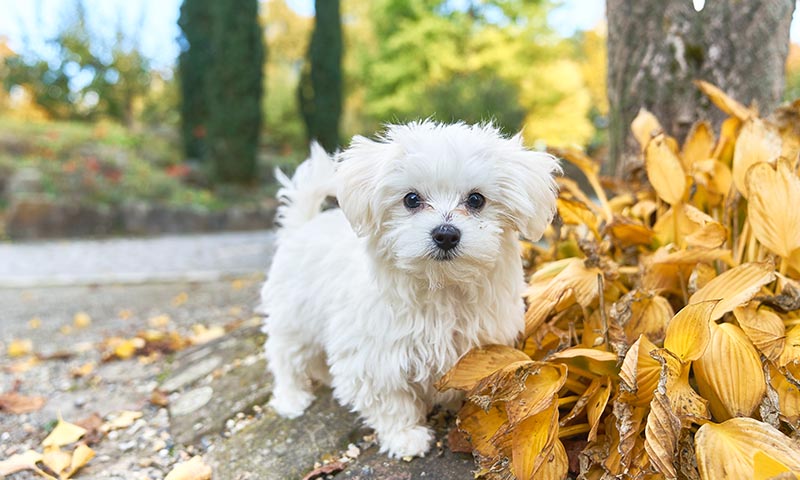 bichon-maltes