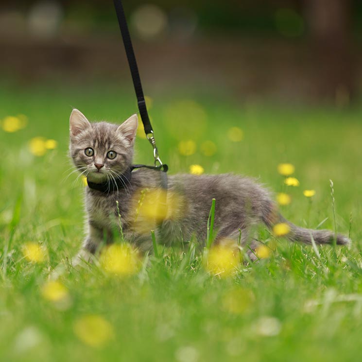 ¿Tu gato necesita salir a pasear contigo?