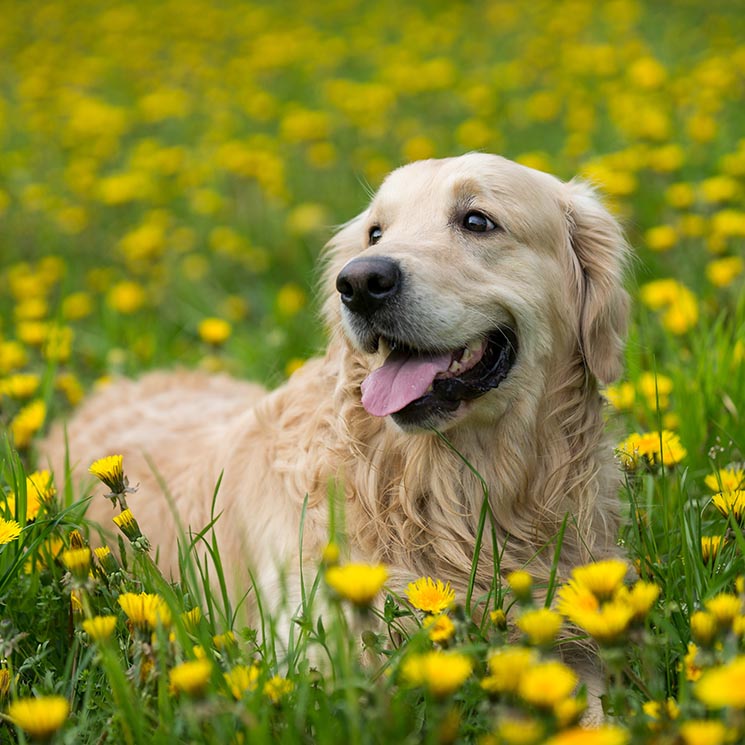 Los mejores cuidados para tu cachorro golden retriever