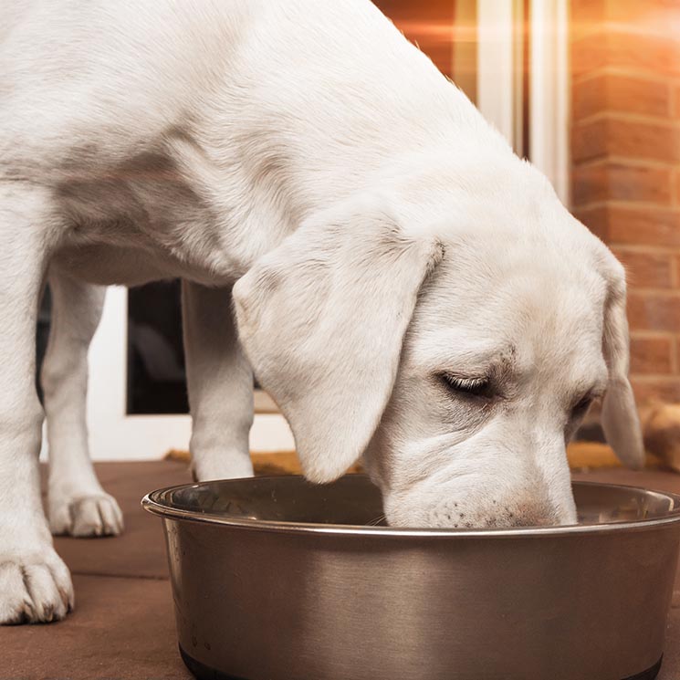 Cómo puedes combatir la obesidad canina