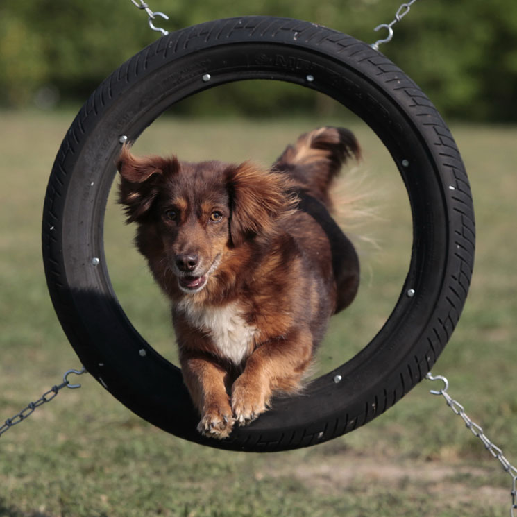 Consejos para practicar 'Agility' con tu perro