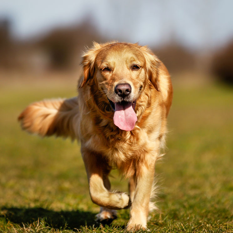 Todo lo que debes saber sobre los parásitos intestinales de los perros