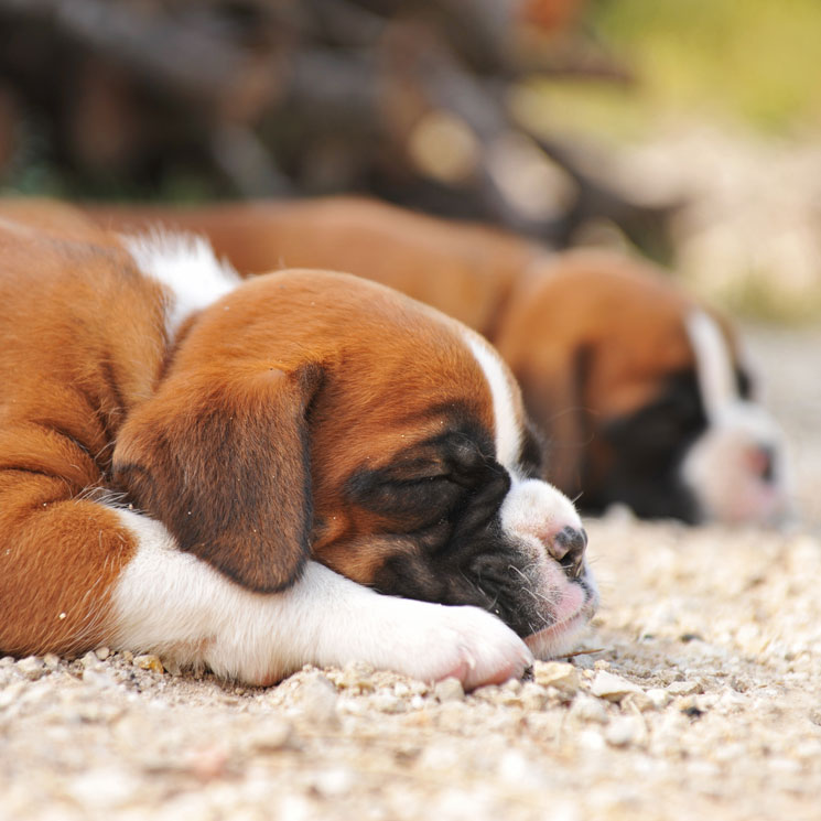 Todo lo que debes saber sobre la epilepsia en los perros