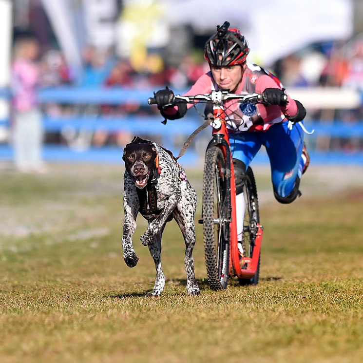 Practica 'bikejoring' con tu perro