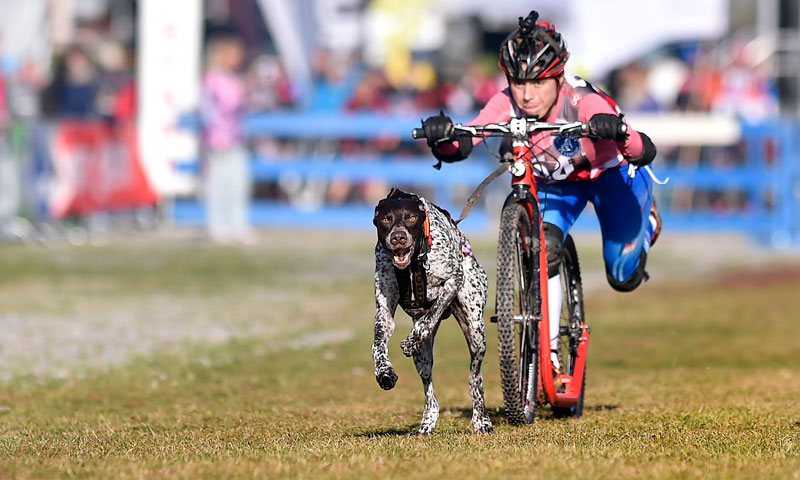 bikejoring