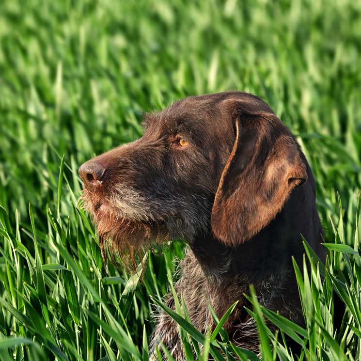 Descubre qué es y cómo prevenir el moquillo canino