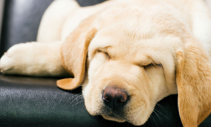 Cachorro de golden retriever